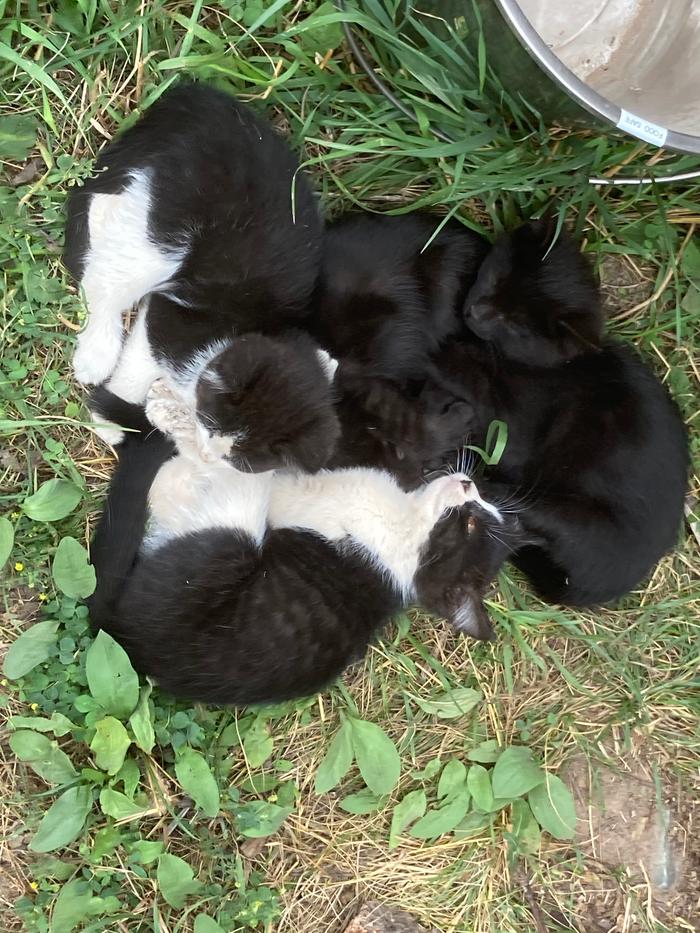 Kittens waiting for me up the hill in case I needed a little break