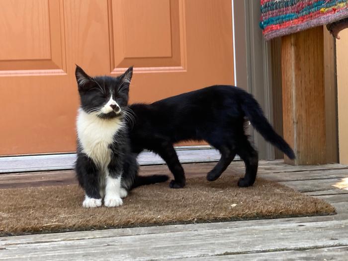 black and white kitten, all black kitten