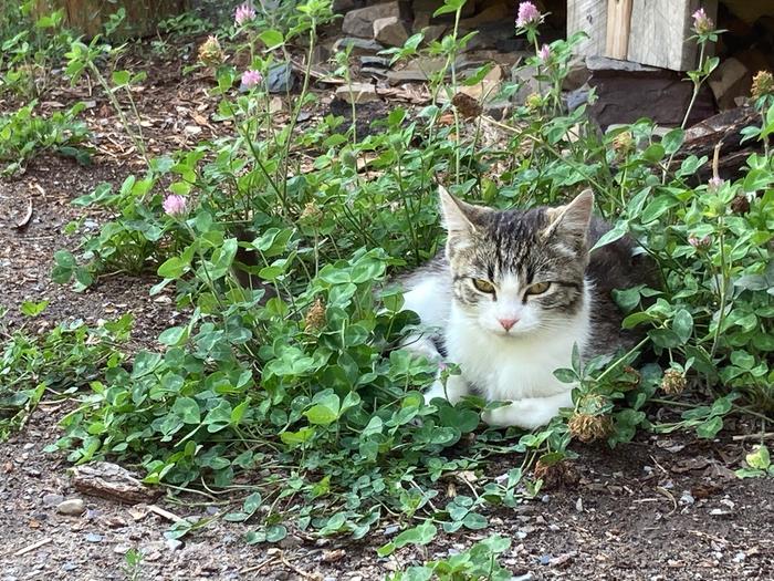 Cat sitting in sweet clover