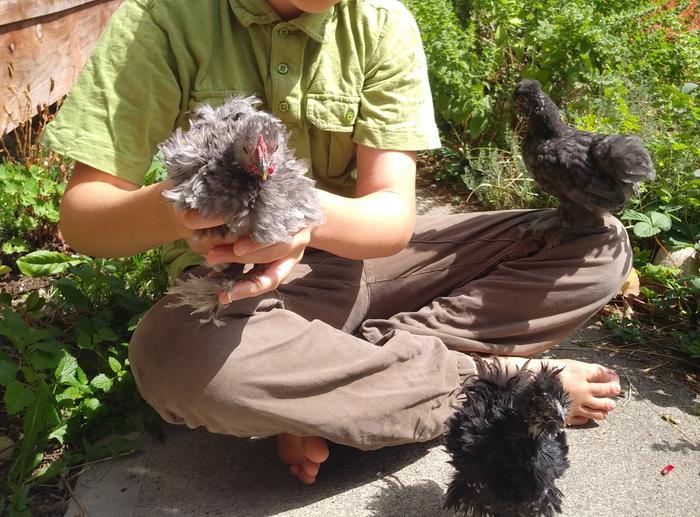 2mo Cochin rooster (grey one) and hens? possibly