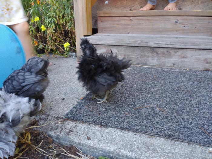 This frizzled chick is always looking like she needs to brush her feathers 