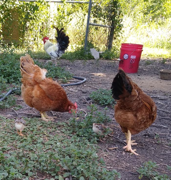 Generational - Grandma, Mom, chicks (Little Red Hen, Littler Red Hen, chicks)