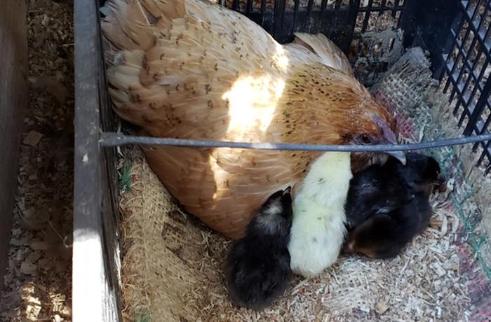 Gypsy is my friend's banty, but the chicks are full-size