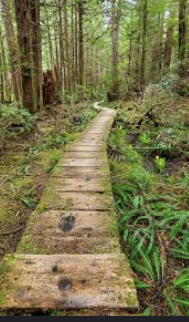 Lake Ozette Boardwalk