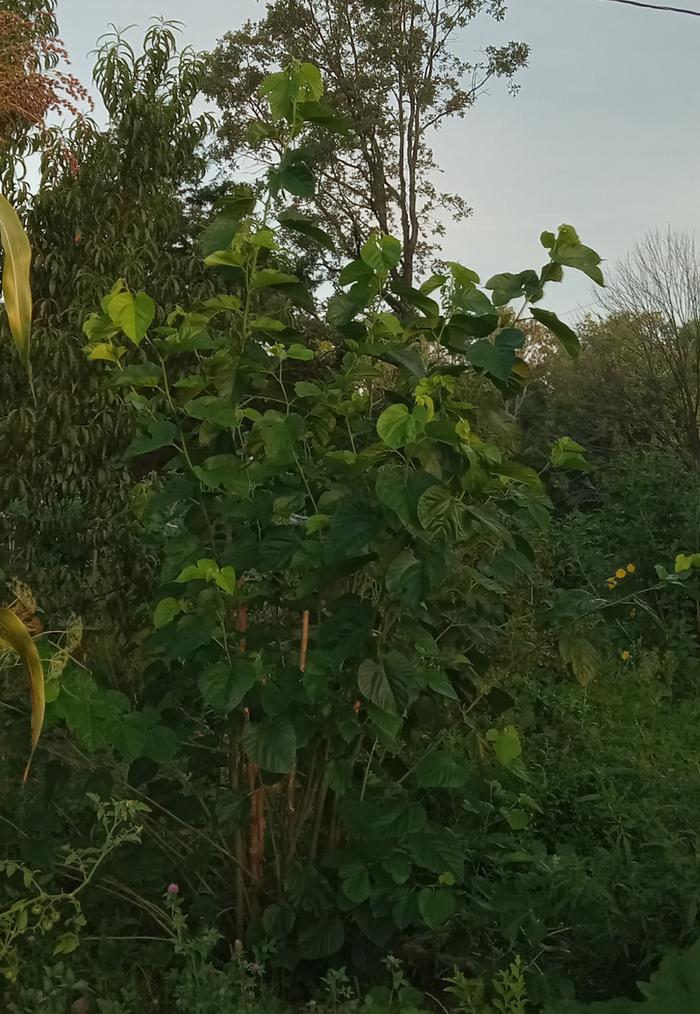 Mulberry bush with few branching and large leaves