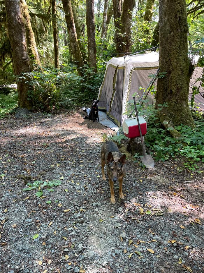 Dogs camping at the river 