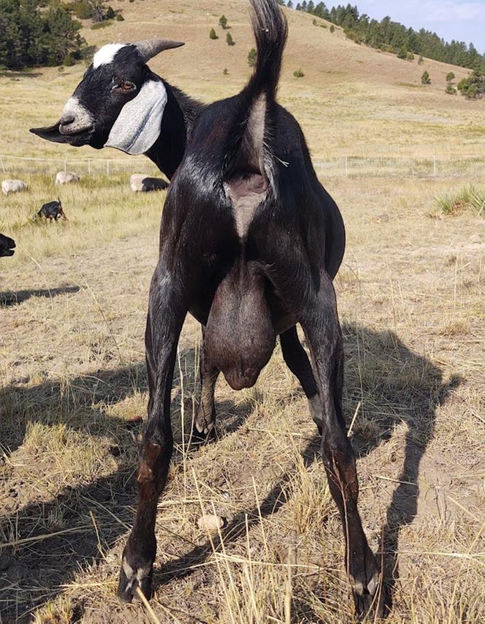 A yearling billy, out of a doe who had a pretty droopy udder with poor rear attachments.