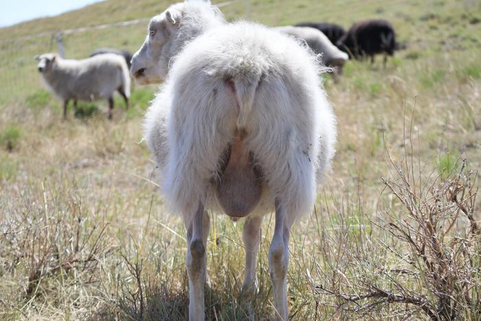 Glacier was an eight year old ram that passed away this summer.