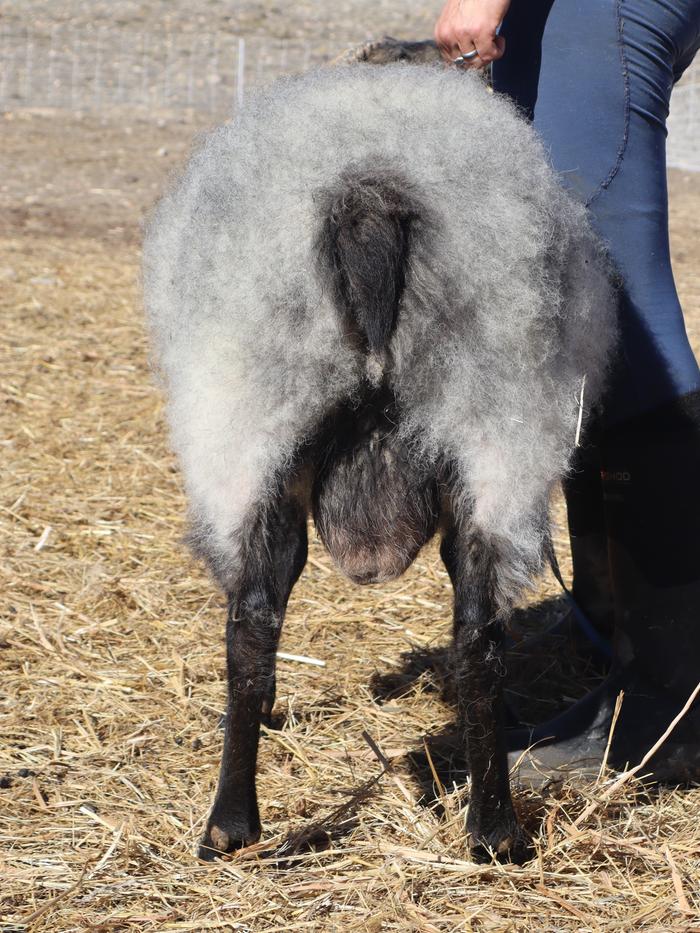 Luther is a four year old ram that has thrown some of the highest attachments in our flock.