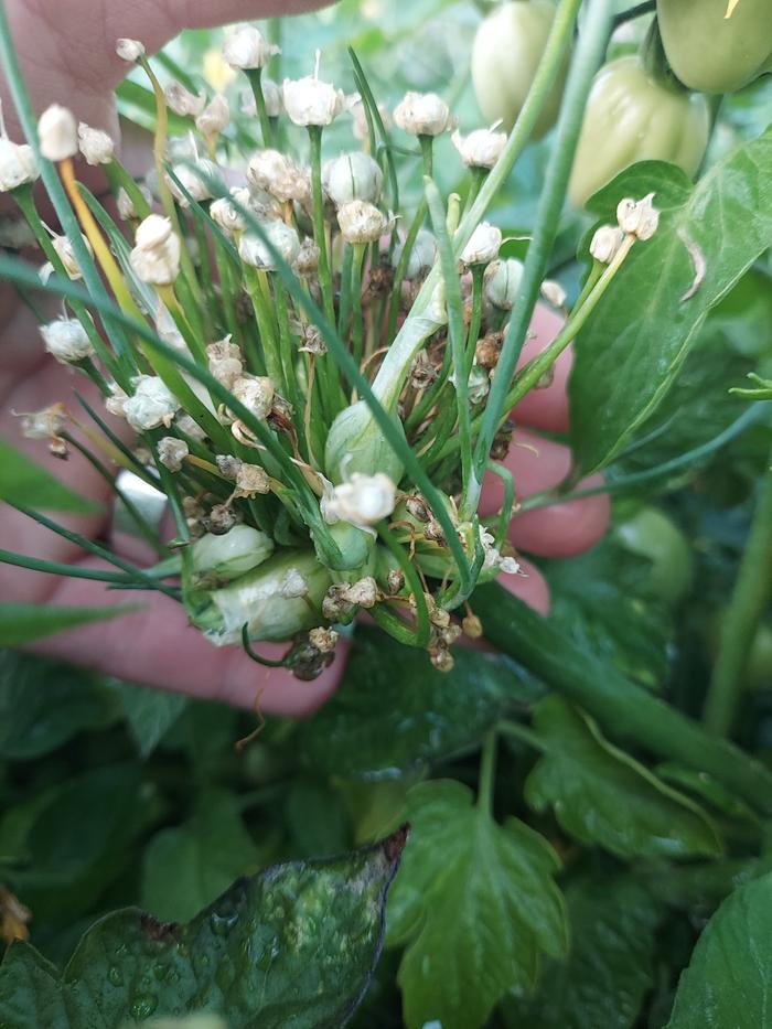 Filename: 20230826_192840.jpg
Description:  walla walla onion flower head seems to be developing bulblets