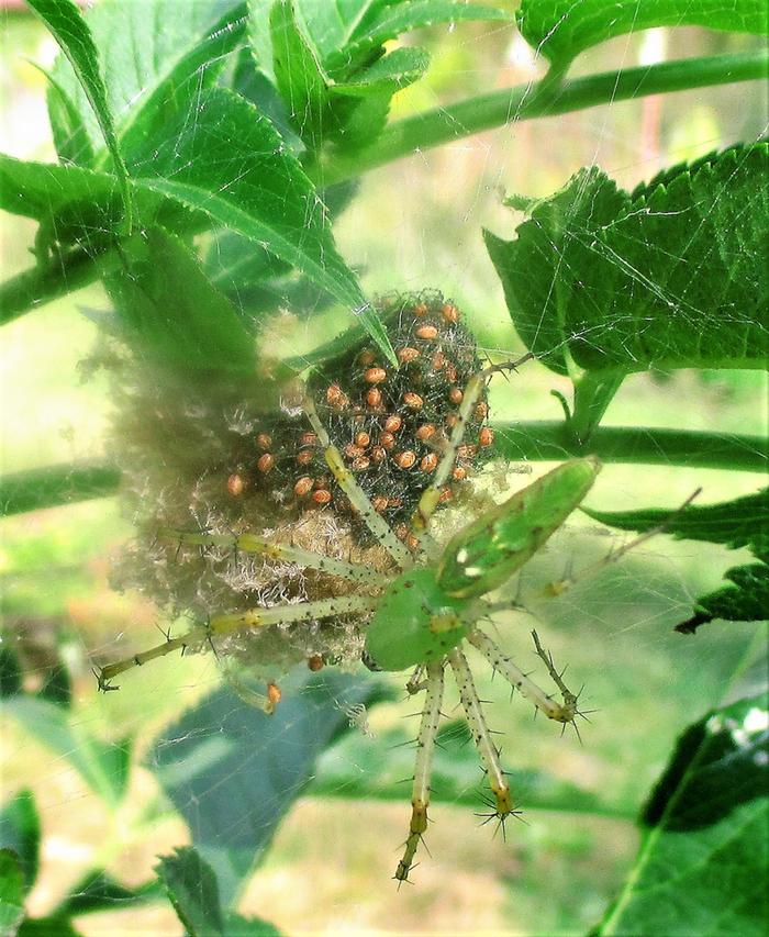 mother spider and babies green lynx peucetia viridans