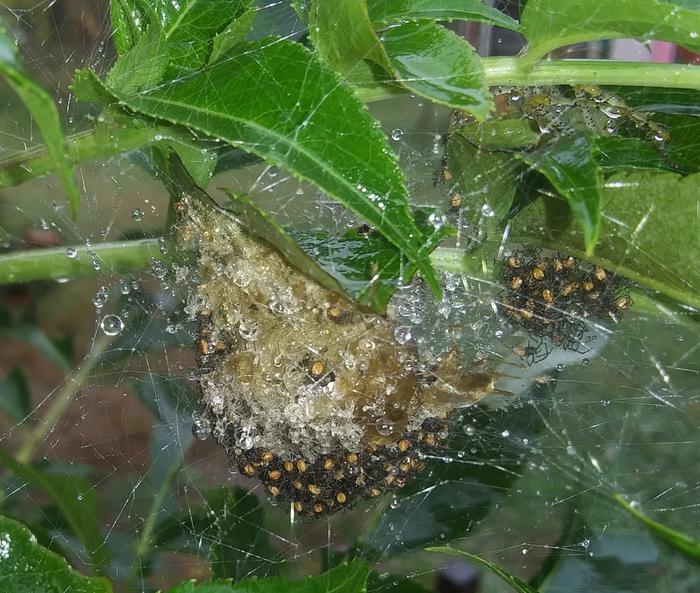 green lynx spider and babies in rain