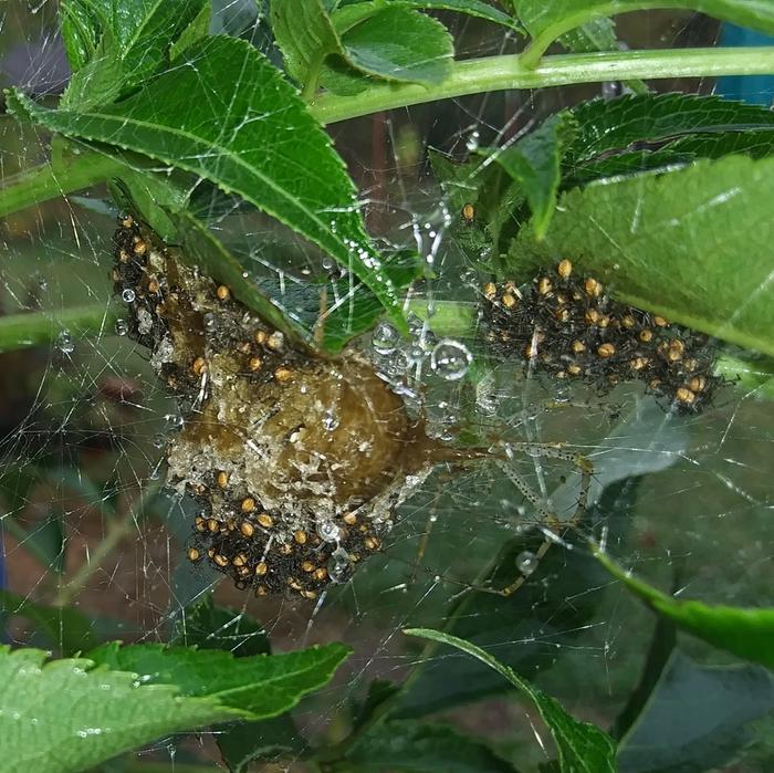 green lynx spider babies leaving the egg sac