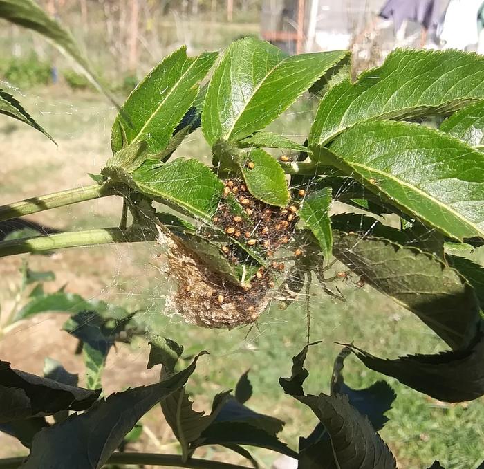 baby green lynx spider