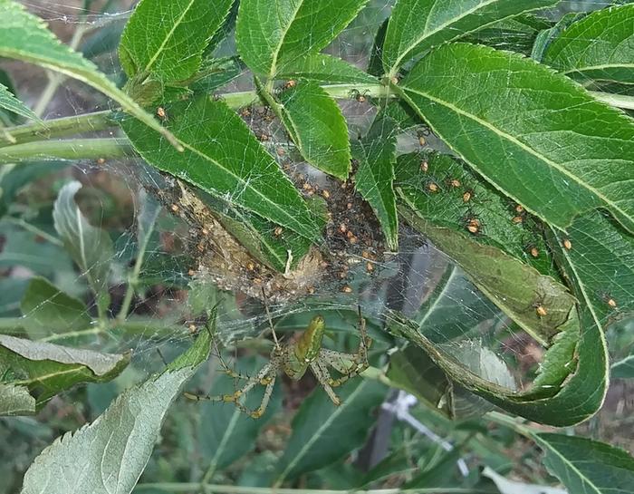 baby lynx spiders starting to leave nest