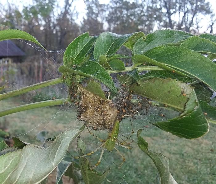 mother green lynx spder and her babies