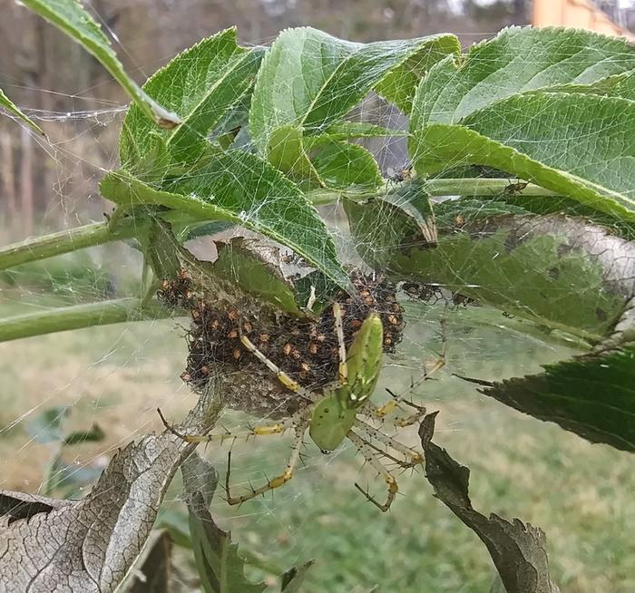 green spider with white arrow markings on back