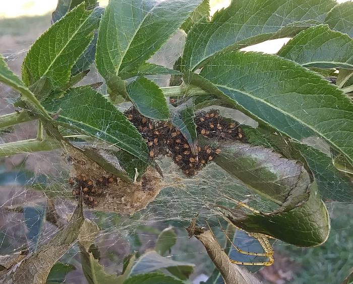 baby spiders and egg sac