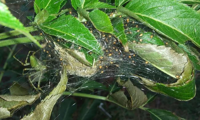 green lynx spider, peucetia viridans and her spiderlings