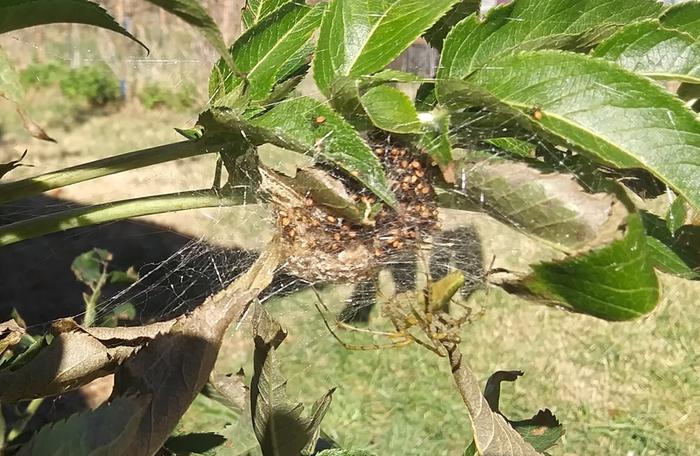 green lynx spider, peucetia viridans and her spiderlings