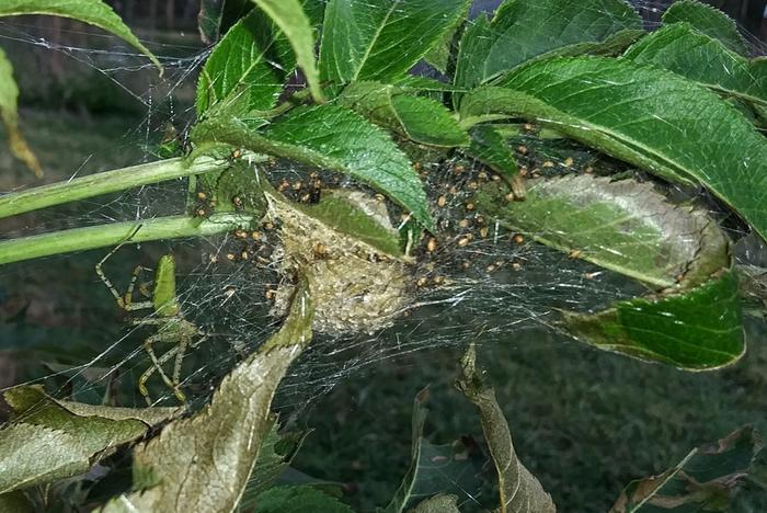 green lynx spider, peucetia viridans and her spiderlings