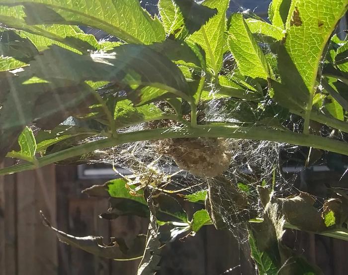 green lynx spider, peucetia viridans and her spiderlings