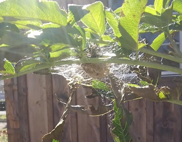 green lynx spider, peucetia viridans and her spiderlings