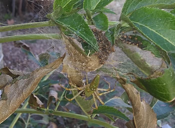 green lynx spider, peucetia viridans and her spiderlings