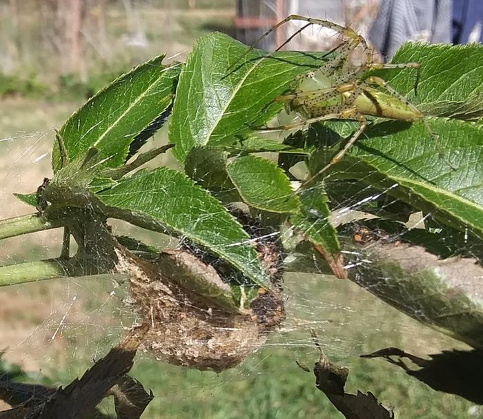 green lynx spider, peucetia viridans and her spiderlings