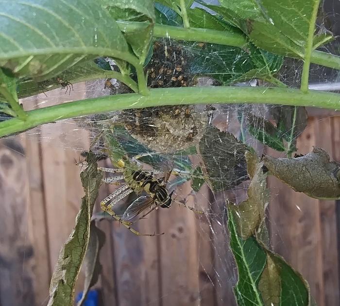 green lynx spider, peucetia viridans and her spiderlings