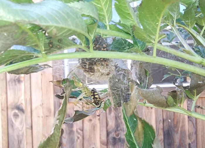 green lynx spider, peucetia viridans and her spiderlings