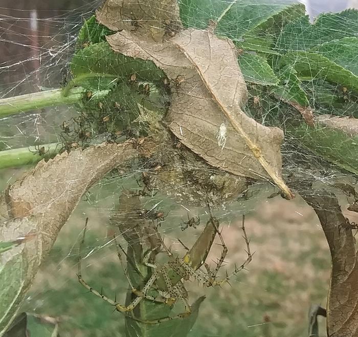 green lynx spider, peucetia viridans and her spiderlings