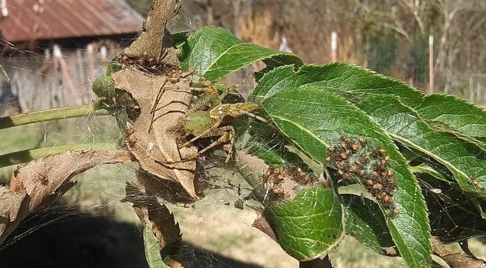 green lynx spider mother and babies on nest