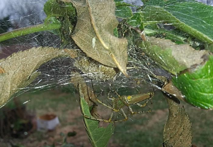 spider sheltering from windy weather