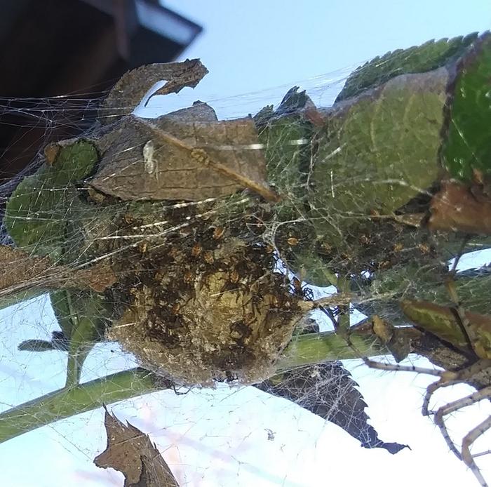 ball of baby spiders