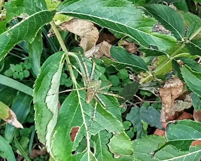 green lynx spiderlings