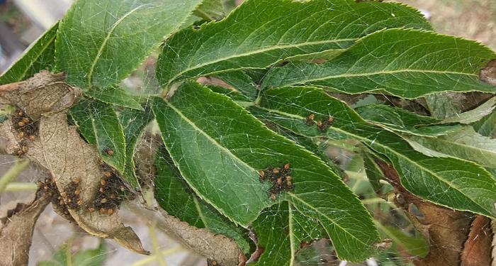 green lynx spiderlings