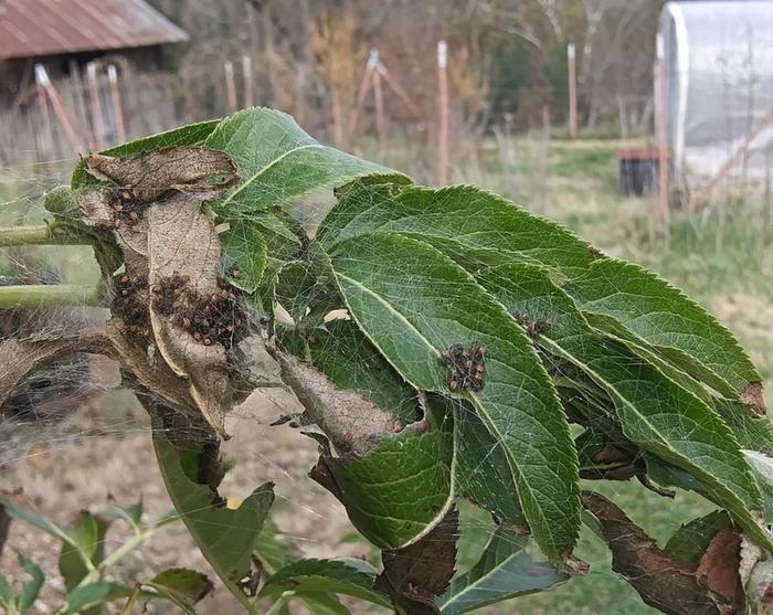 green lynx spiderlings