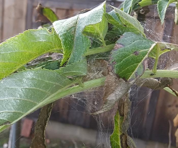 green lynx spiderlings