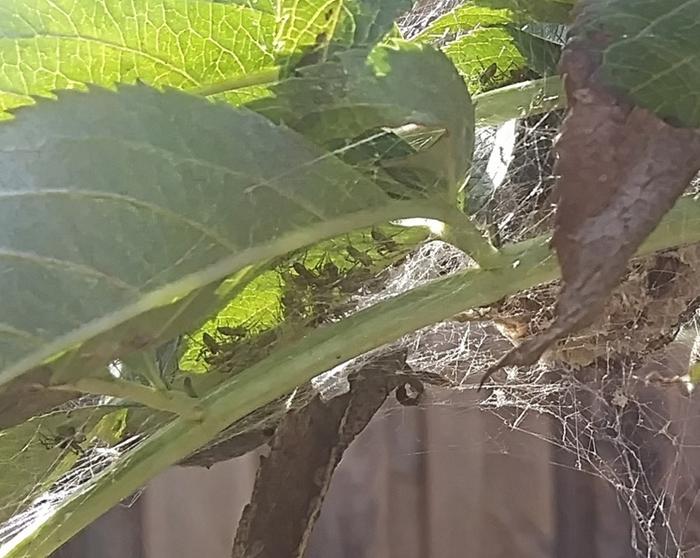 baby spiders sheltering in leaf nest