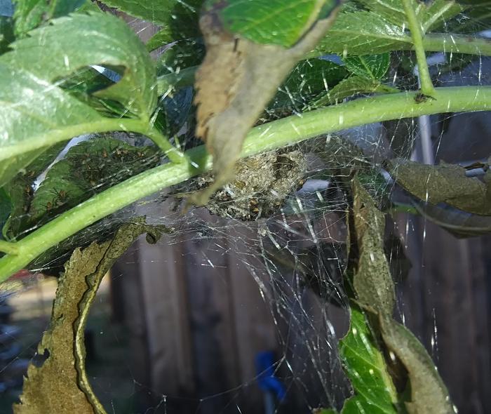 green lynx spider egg case