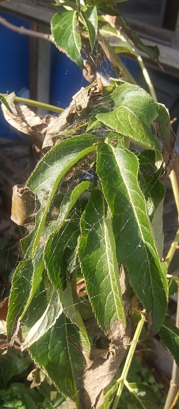 green lynx spider baby leaf nest peucetia viridans