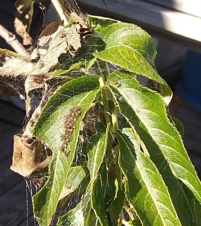 peucetia viridans spider babies in sunshine