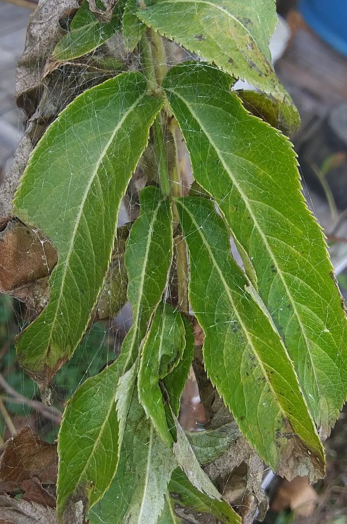 spider nest leaf wrapped in webbing