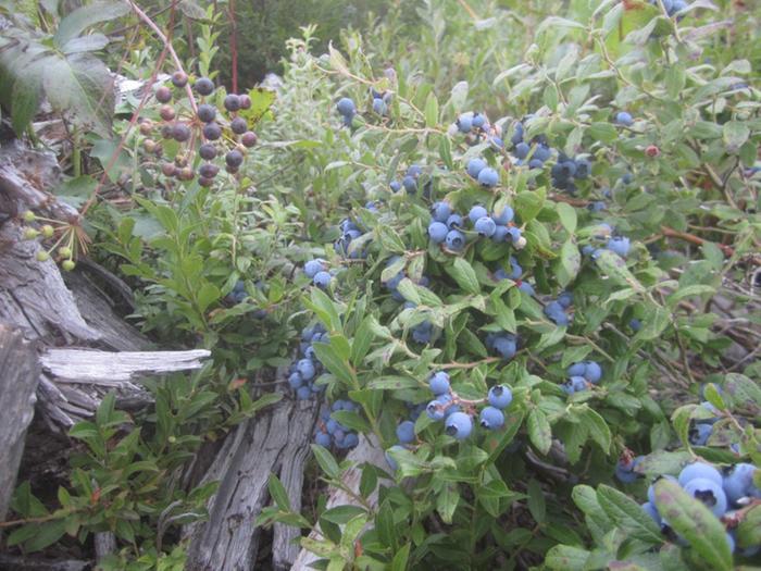 wild blueberries