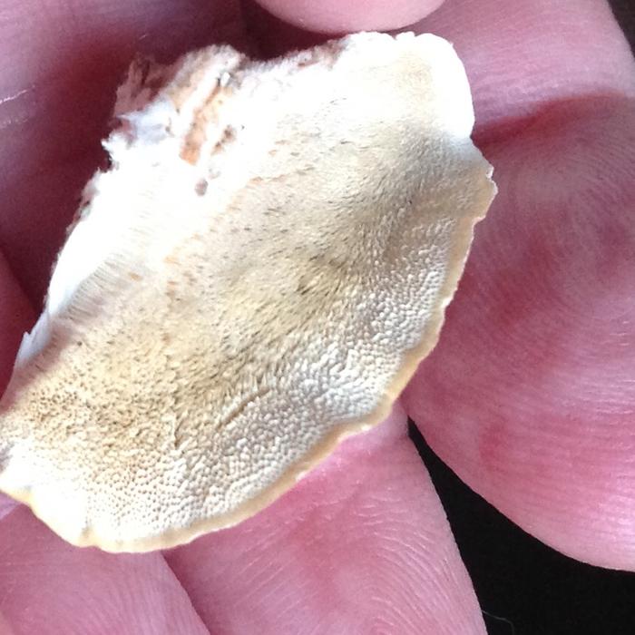 Underside pores of trametes spp