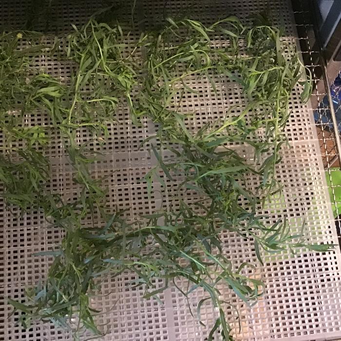 Dehydrating