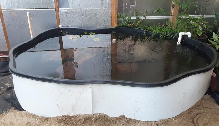 a small catfish pond to go in a greenhouse