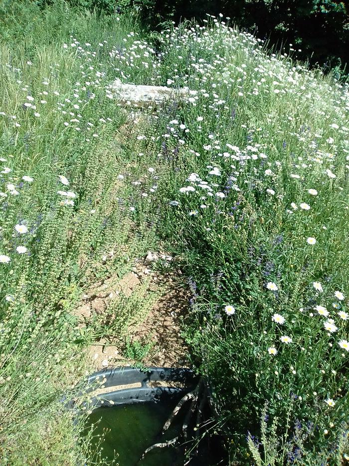 A little pond on a trail through wildflowers