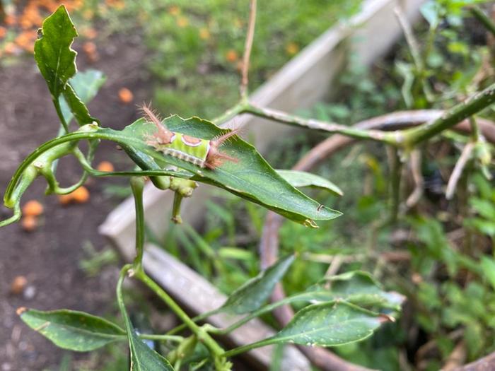 unidentified critter